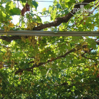 фото из отзыва ID 2079858