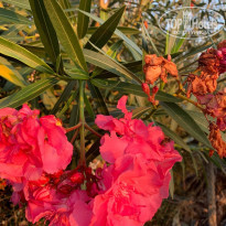 фото из отзыва ID 2080173