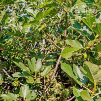 фото из отзыва ID 2080222