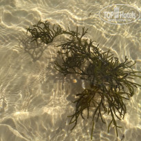 фото из отзыва ID 2080703