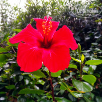 фото из отзыва ID 2080924