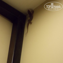 фото из отзыва ID 2081274