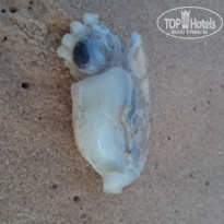 фото из отзыва ID 2081266