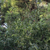 фото из отзыва ID 2081382