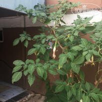 фото из отзыва ID 2081568