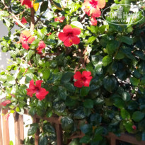 фото из отзыва ID 2081652