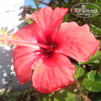 фото из отзыва ID 2082594