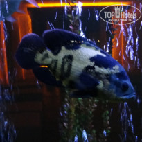 фото из отзыва ID 2083603