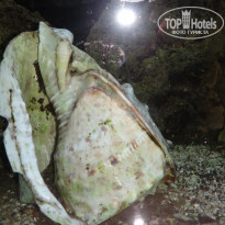 фото из отзыва ID 2083603