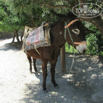 фото из отзыва ID 2084108