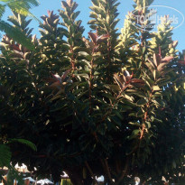 фото из отзыва ID 2084638