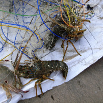 фото из отзыва ID 2084865