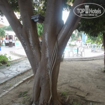 фото из отзыва ID 2086396