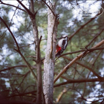 фото из отзыва ID 2086724