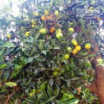 фото из отзыва ID 2086863