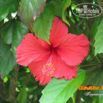фото из отзыва ID 2087517