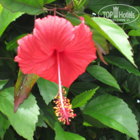 фото из отзыва ID 2087517