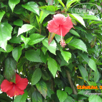 фото из отзыва ID 2087517