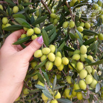 фото из отзыва ID 2088670