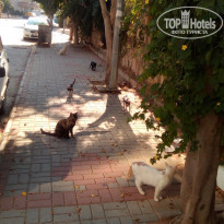 фото из отзыва ID 2089013