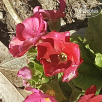 фото из отзыва ID 2088671