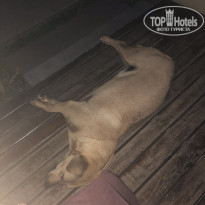 фото из отзыва ID 2090380