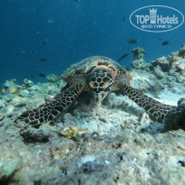 фото из отзыва ID 2090783