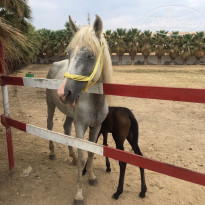 фото из отзыва ID 2091768