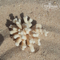 фото из отзыва ID 2091780