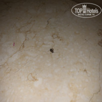 фото из отзыва ID 2092099