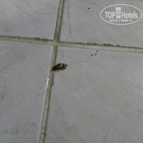 фото из отзыва ID 2092253