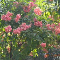 фото из отзыва ID 2092450