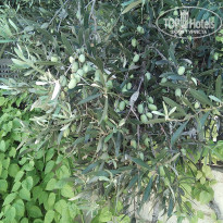 фото из отзыва ID 2093222