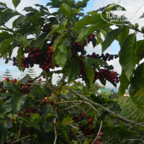 фото из отзыва ID 2093244