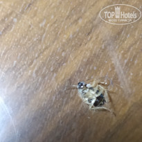 фото из отзыва ID 2093612