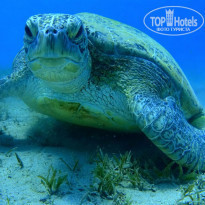 фото из отзыва ID 2094518