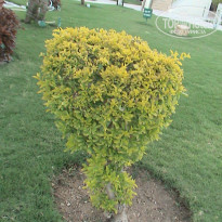 фото из отзыва ID 2095391