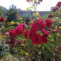 фото из отзыва ID 2096799