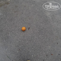 фото из отзыва ID 2097476