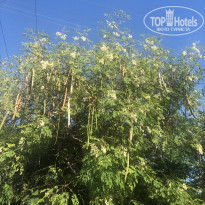 фото из отзыва ID 2098594