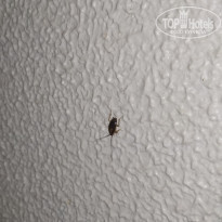 фото из отзыва ID 2098638