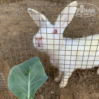 фото из отзыва ID 2098817