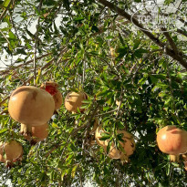 фото из отзыва ID 2099265