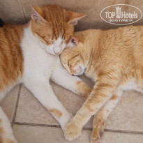 фото из отзыва ID 2099770