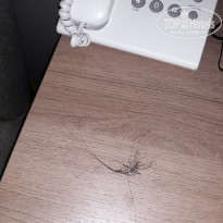 фото из отзыва ID 2096598