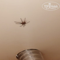 фото из отзыва ID 2100919