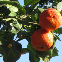 фото из отзыва ID 2101067