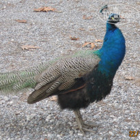 фото из отзыва ID 2101067