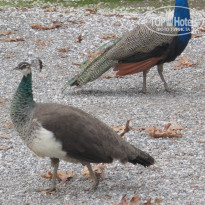 фото из отзыва ID 2101067