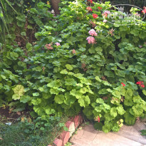 фото из отзыва ID 2100981